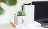 Succulent in gift box with company logo.