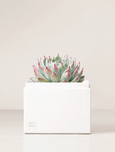 Gif of succulents in gift boxes.