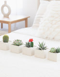 Succulents in gift boxes on bed.
