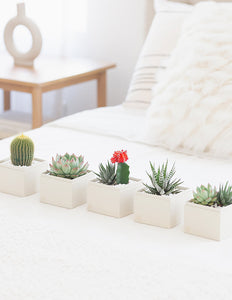 Succulents in gift boxes on bed.