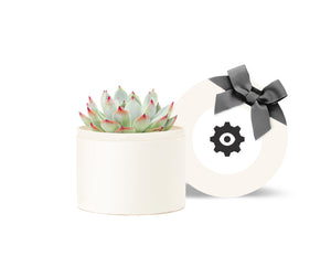 Succulent in gift box with sticker on lid.