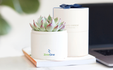 Succulent in gift box with company logo.