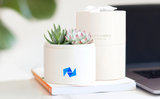 Succulent in gift box with company logo.