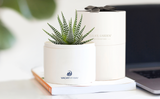Succulents in gift box with company logo.