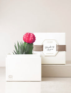 Succulents in gift box with "Thinking of You" gift message.