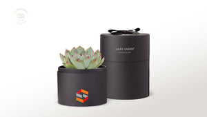 Succulent in gift box with company logo.,