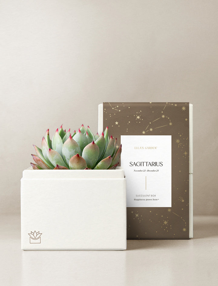 Succulent in gift box.