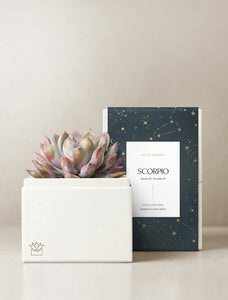 Succulent in gift box.