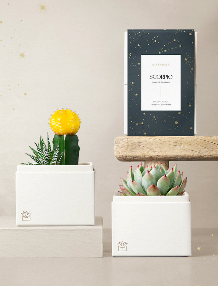 Succulent in gift box.