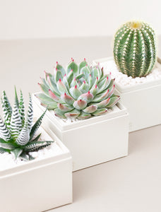 Close up of three succulents in gift boxes.