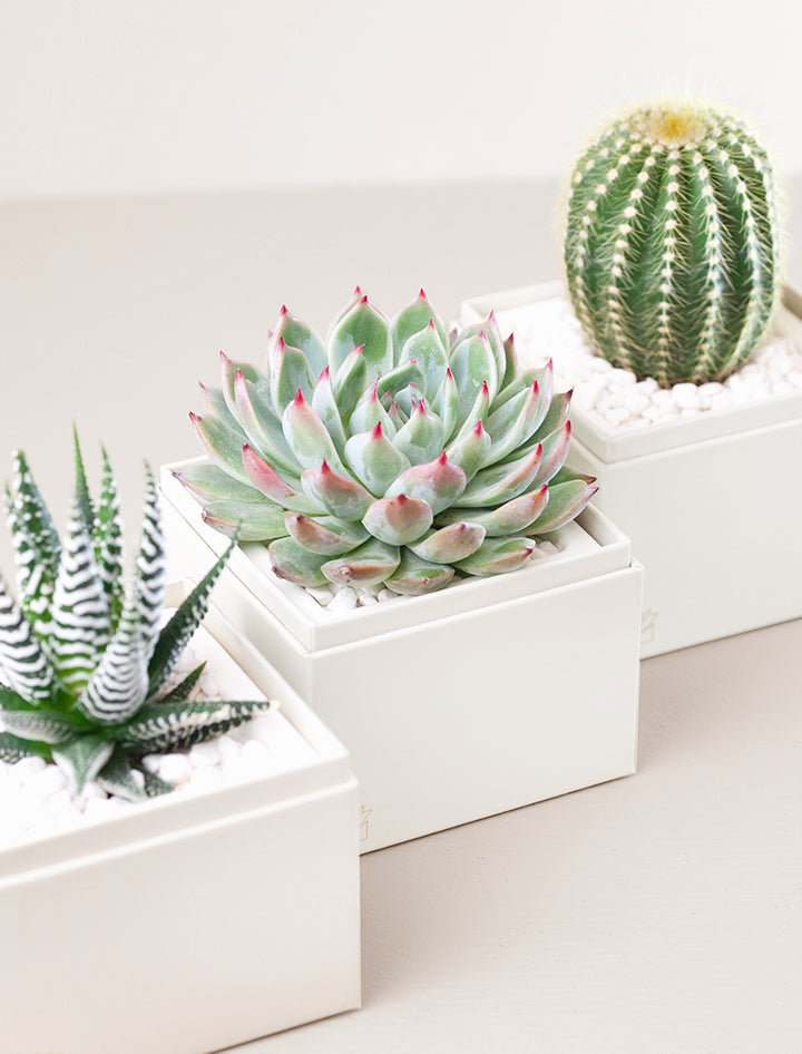 Up close of three succulents in gift boxes.