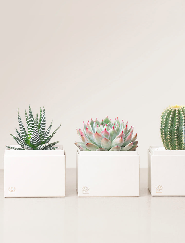 Three succulents in gift boxes.