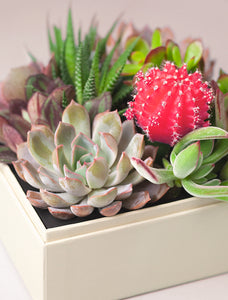 Up close of succulents.