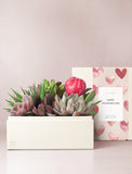 Assortment of succulents in gift box.