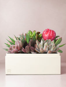 Assortment of succulents in gift box.