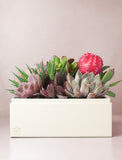 Assortment of succulents in gift box.