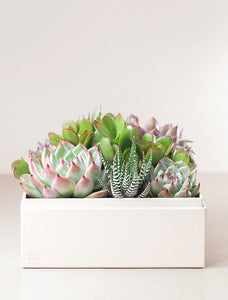 Assortment of succulents in gift box.