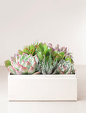 Assortment of succulents in gift box.