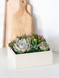 An assortment of succulents in gift box on kitchen counter.