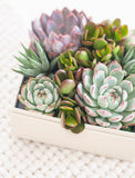 Assortment of succulents in gift box on blanket.