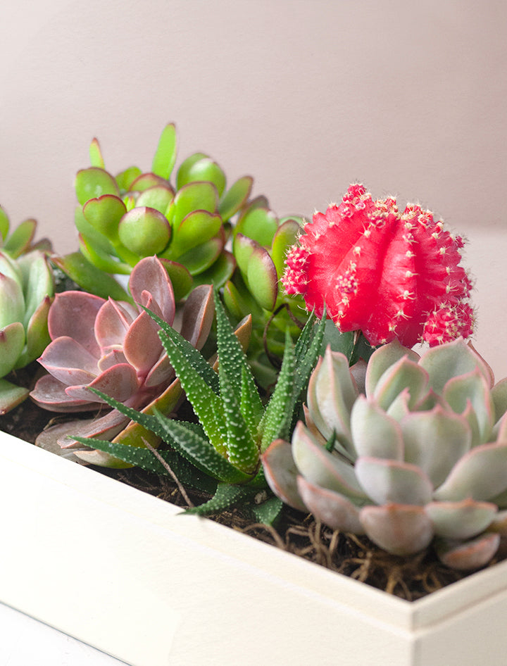 Up close of succulents in gift box.