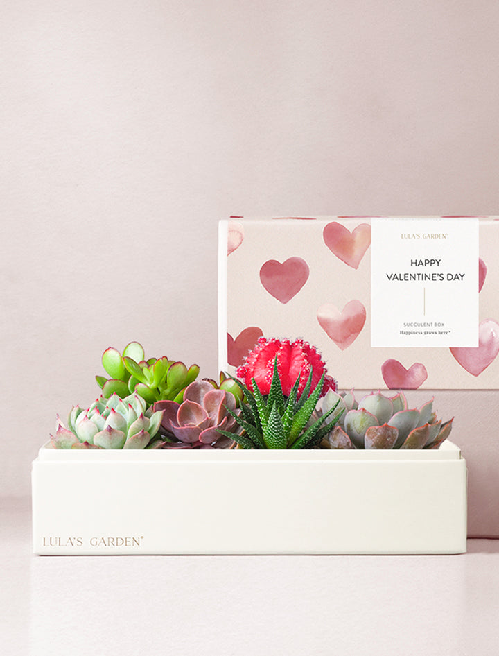 An assortment of succulents in gift box.
