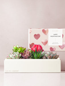An assortment of succulents in gift box.