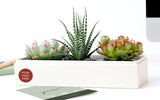 Succulents in gift box with space for company logo.