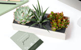 Succulents in gift box with custom card.