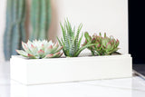 Succulents in gift box.