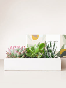 Succulents in gift box.