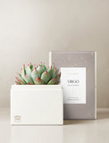 Succulent in gift box.