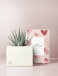 Succulent in gift box.