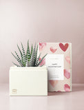 Succulent in gift box.
