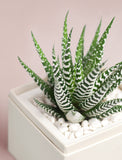Succulent in gift box.