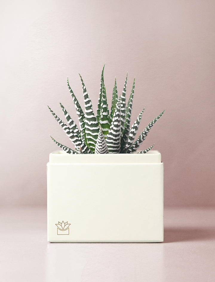 Succulent in gift box.