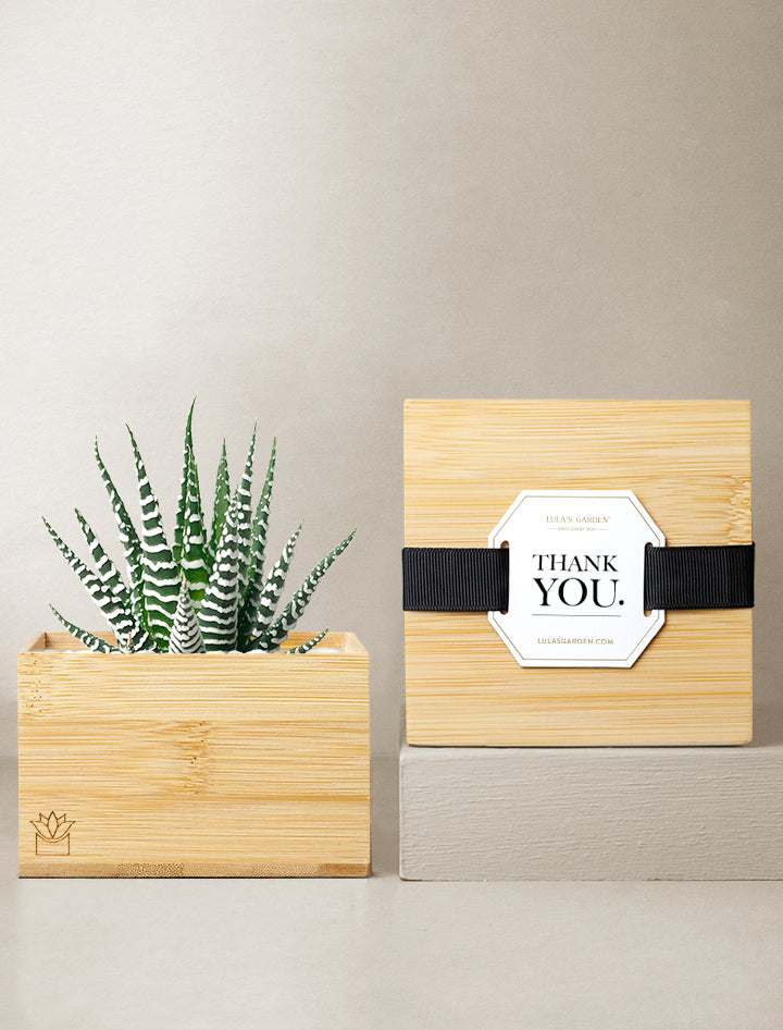 can we give money plant as a gift Plant Gift Delivery | Unique Gifts