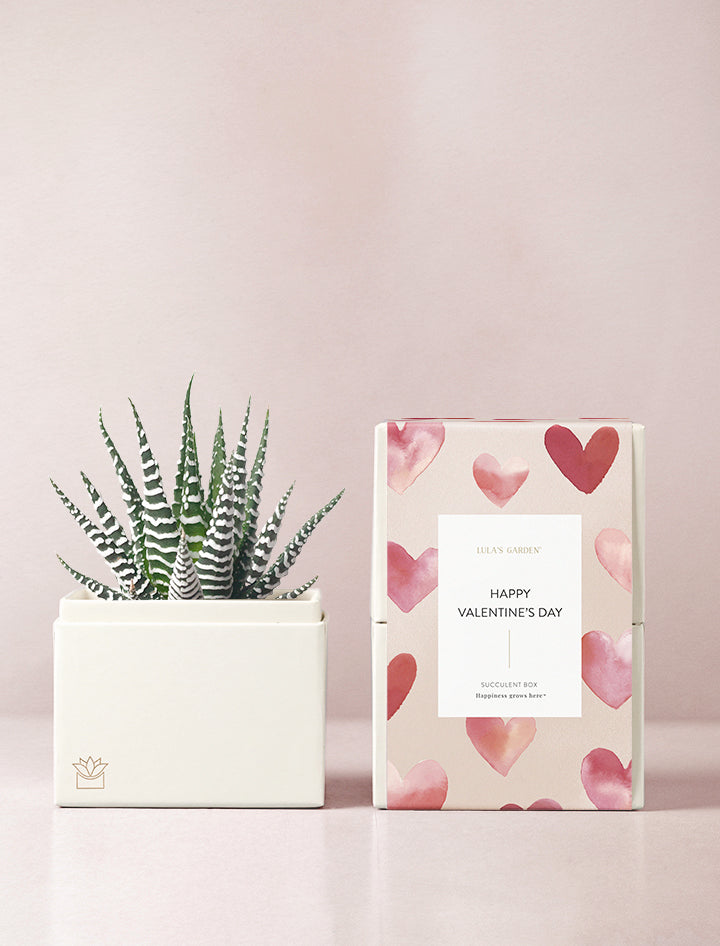 Succulent in gift box.