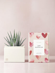 Succulent in gift box.