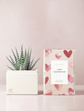 Succulent in gift box.