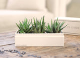 Succulent Garden Gift Box.