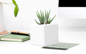 Succulent in ceramic planter on table.