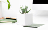 Succulent in ceramic planter on table.