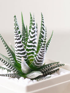 Close up of Haworthia plant in gift box.