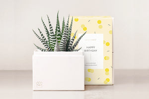 Birthday Petite Zebra Garden