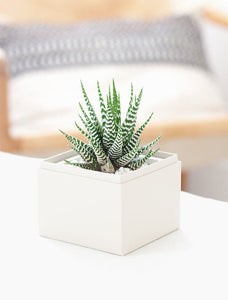 Succulent in gift box on table.