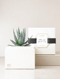 Succulents in gift box with "With Sympathy" message.