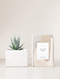 Succulent in gift box with Welcome Home sleeve.