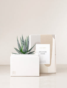 Succulent in gift box with Welcome Home sleeve.