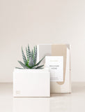 Succulent in gift box with Welcome Home sleeve.